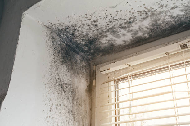 Affordable Hvac And Air Duct Mold Remediation solutions in Apex, NC